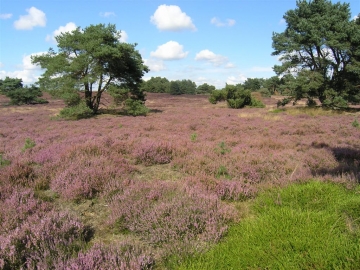 Itterbecker Heide